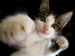 minou qi tap